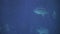 Shark swims past large fish