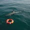 Shark swims on surface of ocean next to an empty life buoy, shark ate man, shark is dangerous