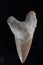 Shark tooth fossil rock sample