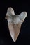 Shark tooth fossil rock sample