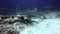 Shark in underwater ocean of Fiji.