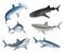 Shark. Underwater wild life different realistic dangerous sharks decent vector illustrations collection