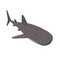 Shark whale Cartoon Illustration