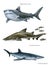 Sharks