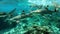 Sharks - many blacktip reef sharks feeding swimming tropical coral reef