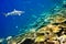 Sharks over a coral reef at ocean