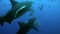 Sharks in school of fish underwater ocean of Tonga.