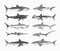 Sharks set.Great white shark, Sixgill sawshark. Basking Sand Tiger Hammerhead Thresher Atlantic Bull Mackerel Whale Blue