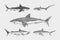 Sharks set.Great white shark, Sixgill sawshark. Basking Sand Tiger Hammerhead Thresher Atlantic Bull Mackerel Whale Blue