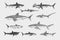 Sharks set.Great white shark, Sixgill sawshark. Basking Sand Tiger Hammerhead Thresher Atlantic Bull Mackerel Whale Blue