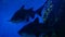 Sharks swimming in aquarium water. Two huge sharks swimming near rock and seaweed in blue water. Marine underwater