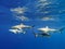 Sharks swimming in Bora Bora Island in French Polynesia during snorkeling on this island paradise and turquoise blue water.