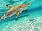 Sharks swimming in Bora Bora Island in French Polynesia during snorkeling on this island paradise and turquoise blue water.