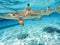 Sharks swimming in Bora Bora Island in French Polynesia during snorkeling on this island paradise and turquoise blue water.