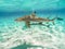 Sharks swimming in Bora Bora Island in French Polynesia during snorkeling on this island paradise and turquoise blue water.