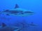 Sharks swimming by reef