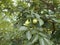 Sharon tree with green fruits