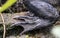 Sharp American Alligator claws and webbed feet