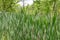 Sharp blades of grass in pasture