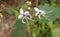 Sharp and Blur - Twin Flowers - White Flowers with Violet Center with Green Background