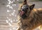 Sharp canine teeth close up guard dog Alsatian German Shepherd looking ferocious bearing teeth trying to attack