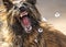 Sharp canine teeth close up guard dog Alsatian German Shepherd looking ferocious bearing teeth trying to attack