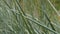 Sharp cattail leaves