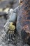 Sharp claws of a marine iguana, Galapados Islands