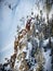 Sharp cliff covered in green pine trees and fresh fallen snow. yellowstone