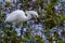 A Sharp Closeup of a Beautiful Wild Snowy Egret Bird.