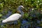 A Sharp Closeup of a Wild Snowy Egret