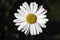 Sharp and crisp close up photo of a single Oxeye daisy flower