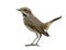 sharp details from head body wings legs feet toe and tail of brown bird with black stripe on its chest, bluethroat female plumage