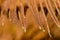 Sharp Dried Needles of the Dawn Redwood in Autumn
