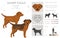 Sharp Eagle clipart. Shar Pei - Beagle mix. Different coat colors set