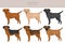 Sharp Eagle clipart. Shar Pei - Beagle mix. Different coat colors set