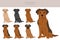 Sharp Eagle clipart. Shar Pei - Beagle mix. Different coat colors set