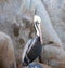 Sharp-eyed Pelican perched on Pelikan Rock in Cabo San Lucas Baja Mexico