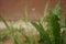 Sharp green grass and white wild flowers growing in a spring garden