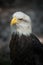 Sharp Isolated American Bald Eagle Head Portrait