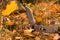 A sharp knife on earthen soil. Grass and leaves. Unusual angle of the knife