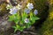 Sharp-lobed Hepatica Hepatica acutiloba flower, Ontario, Canada