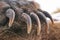 Sharp long claws on the front lamp of a brown bear