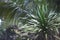 Sharp long leaves of a tropical plant