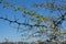 Sharp long thorns of acacia tree, wattle