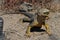 Sharp meal. The land iguana eating prickly pear cactus.