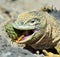 Sharp meal. The land iguana eating prickly pear cactus.The Galapagos land iguana (Conolophus subcristatus)