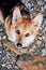 Sharp muzzle of beautiful dog looks like fox and large brown eyes. Corgi on pebble beach. Charming portrait of Pembroke tricolor