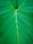 Sharp photos of taro leaves. Suitable for leaf-article and overview of natural beauty.