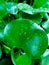 Sharp photos of water hyacinth leaves. Suitable for biology articles and reviews of natural beauty.
